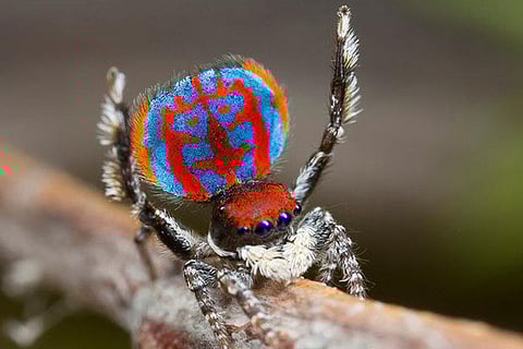 Peacock spider Maratus Bubo