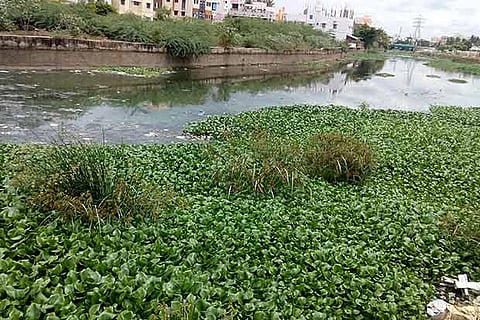 Water hyacinth choking the Uyyankondam river in Tiruchy