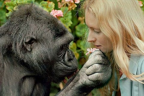 Koko the Gorilla shares a light moment with Penny Paterson, who taught the former sign language