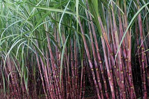 File photo of a sugarcane farm
