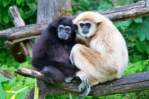 A pair of Western Hoolock Gibbon perched on a tree