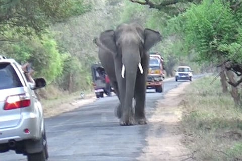 At Udumalaipet, there are reports that elephants are crossing the roads frequently these days