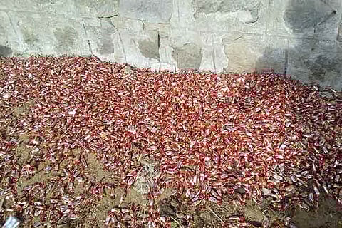 The abandoned chocolates in Villeseri near Kovilpatti