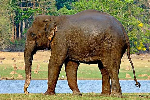 The team will undertake site visits to explore feasibility of bringing the jumbo back