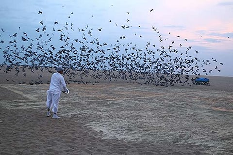 A member of the Marina Beach Pigeon Feeding Centre feeding a flight of pigeons