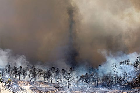 Smoke rises from a burned out grove of trees