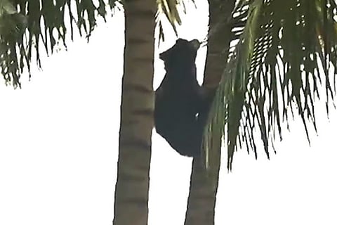 Video grab of the bear atop the tree