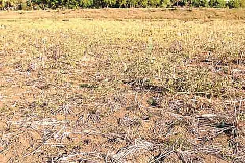 Recent picture of a parched paddy field in Thanjavur