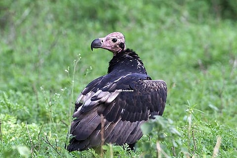 King Vulture eats fresh meat and is usually found near tiger zones (Photo: Vijay Krishnaraj)