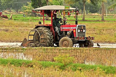File photo of the samba growers