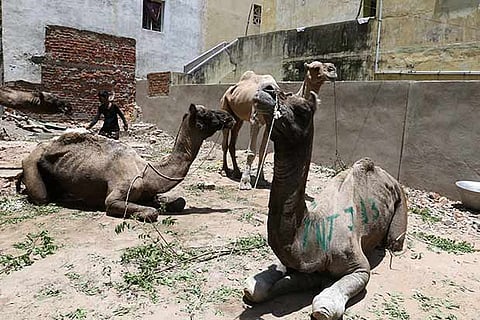 Camels that were brought from Rajasthan, to be slaughtered for meat during the Bakrid festivities