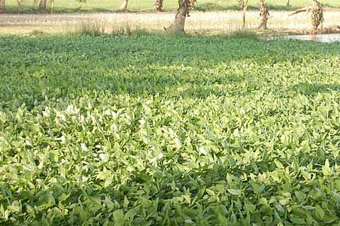 A black gram field in Thanjavur district
