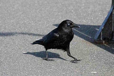 Crow’s happy meal turns out to be a blessing for Aussie police