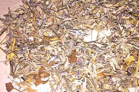 Torn notes in denominations of Rs 100, 500 and 1000 found under a banyan tree in Ko Kucchipalayam