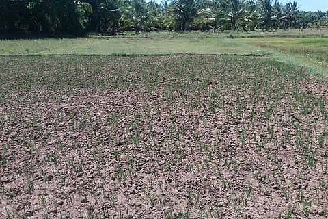 A nursery in Thanjavur, which has started to dry due to lack of water