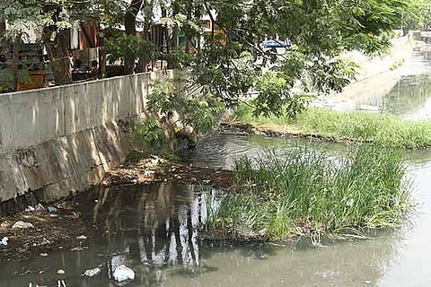 Sewage from the Virugambakkam drain (Photos: Manivasagan N)