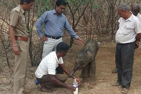 Forest officials feed the 10-day old calf found in Sirumugai Range