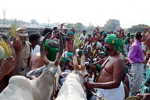 Farmers protest with their bulls on the railway tracks in Tiruchy