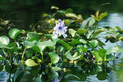 Water Hyacinth