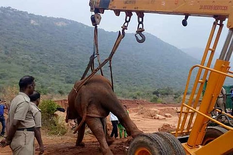 The female elephant found sick once again being lifted using a crane