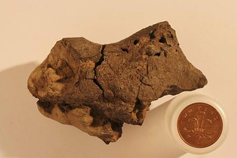 Photograph shows the first known example of fossilised brain tissue from a dinosaur
