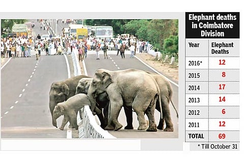 File picture of elephants crossing a busy road