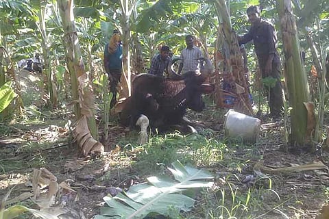 Forest officials treating a sick gaur that fell ill amidst plantain farm near Kalmandipuram in Erode