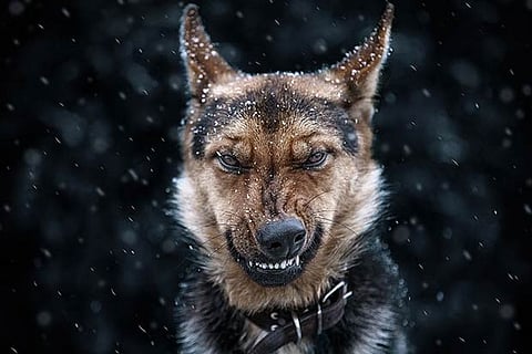 A picture clicked by Ukrainian photographer Sergey Polyushko