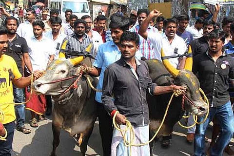 Protesters seen with bulls at a road roko for jallikattu in Madurai