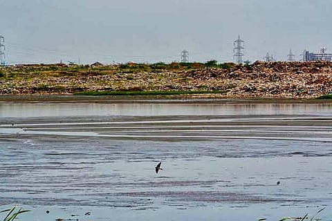 File photo of the Pallikaranai Wetland in Chennai