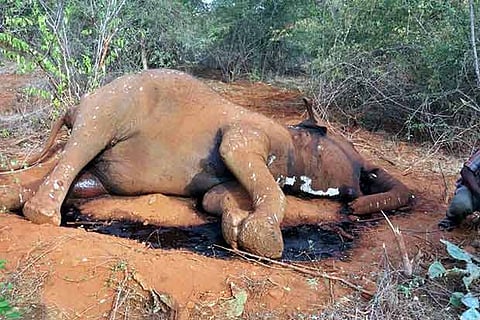 Carcass of the female elephant that was found by forest officials at Odanthurai RF