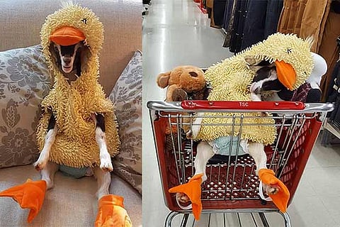 Photo Credit: Goats of anarchy Instagram