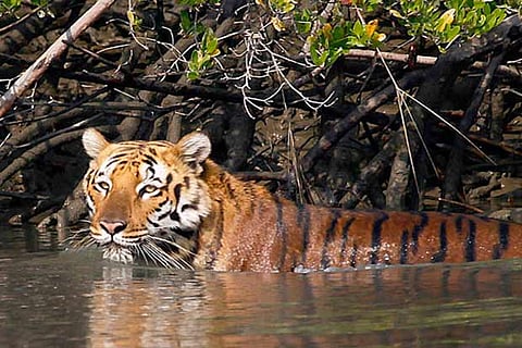 File picture of a tiger roaming in the Sundarbans national park