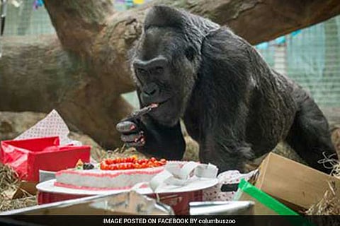 Colo, a western lowland gorilla, holds several other records