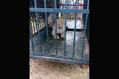 The leopard caged in Pethanpillai hamlet near Kadana Nadhi Dam
