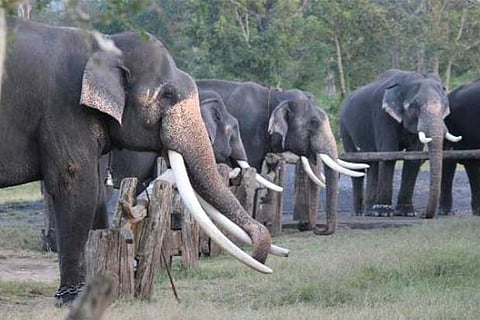 File photo of elephants at theppakadu camp