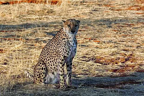 Only 7,100 Cheetahs left, warns study