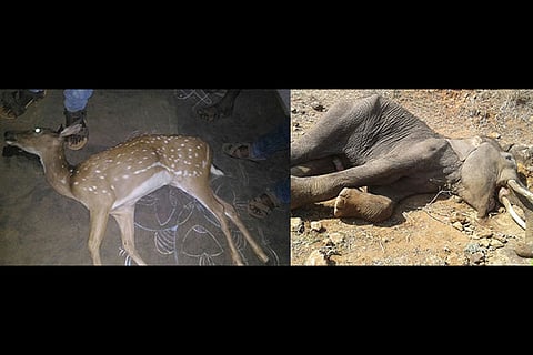 Spotted deer that was run over by a vehicle near Kovai and carcass of a tusker found in Erode