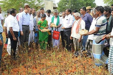 Minister Rajalakshmi inspecting crops in Tirunelveli