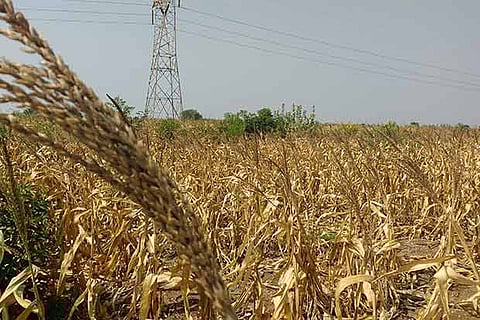 Withered maize crops at a field in Tirupathur near Tiruchy