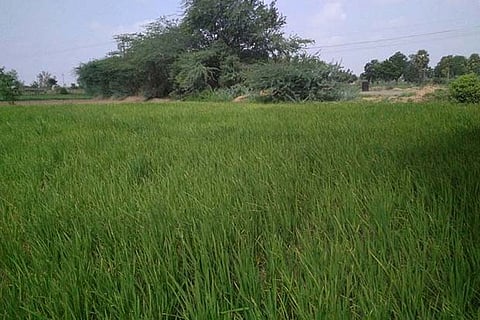 The lush paddy field of Mudukulathur farmer Adhilingam