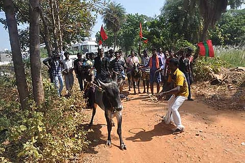 Makkal Munnetra Sangam members bringing a jallikattu bull to the Tiruchy Collectorate