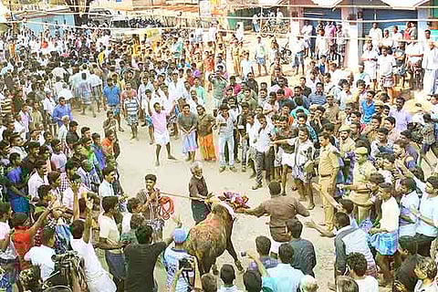 Bulls were allowed to run free in the streets on Madurai, youth and bull tamers followed them