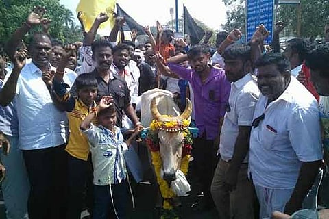 Protesters with a bull in Madurai