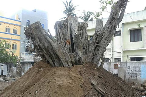 The 200-year-old banyan tree in Little Mount which uprooted during cyclone is being replanted