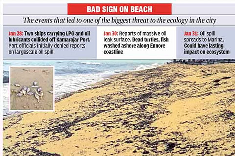 The oil residue on the Marina coastline. (inset) Dead fish that washed ashore