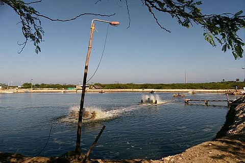 Shrimp farms at Ariyankundu near Thirupullani in Ramanathapuram district (Photo: Bala)