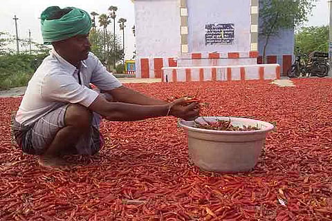 A farmer dries chilli after a harvest