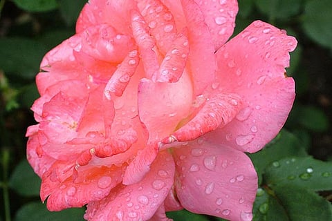 Life's Lessons: It’s easy to find happiness if you know how