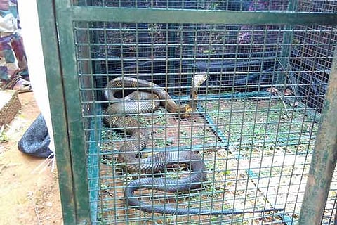 The 12-foot-long king cobra rescued from the TANTEA Estate near Gudalur in The Nilgiris